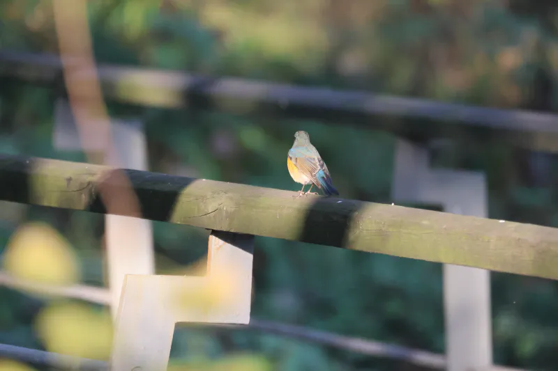 red-flanked-bluetail.jpg